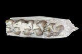 Oligocene Ruminant (Leptomeryx) Jaw Section #70094-1
